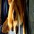 Fergus Hess's profile image