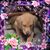 Ann Morman Vossler's profile image