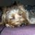Debbie Lang's profile image