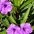 Terra Sobol Score's profile image