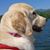 Denise Harris-Reynolds's profile image