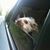 Laura Girardin's profile image