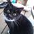 Vizzle Cat's profile image