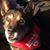 Laurie Thibault's profile image
