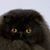 Geri Pinion's profile image