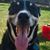 Joe Dawson Cheavens's profile image