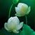 Lynda Hua's profile image