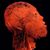 Arjen Maryus's profile image