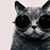 Katharine Tjarks's profile image