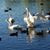 Carol Levatino's profile image