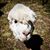 Giselle Davidson's profile image