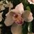 E Joy Capalbo Maunula's profile image