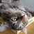 Deana Bevard Austin's profile image