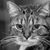 Tina Erdling's profile image