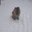 Ronald Diebel's profile image