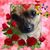 Diane Maslak-Scalise's profile image