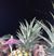 Bonnie Ragazzo's profile image
