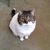 Jessica Sweet-Lumbard's profile image