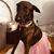 Hopper Lewis's profile image