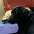 Pavithra Preethi LavaKumar's profile image