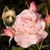 Virginia R. Jones's profile image