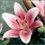 Anne Metz's profile image