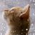 Kris Kistler's profile image