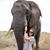 Danielle Dubord-Williams's profile image