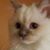 Bob Whitten's profile image