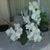 Joyce Ruiz's profile image
