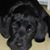 Lyn Luettke Kahle's profile image
