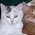Carrie Westcott's profile image
