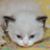 Andrea Powell's profile image