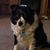 Annelle Lerner's profile image