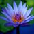 Victoria Crihfield's profile image