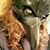 Elias Collier's profile image