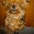 Murray's Mug Milot's profile image