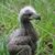 Ann Harwood's profile image