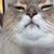 Chris Peters's profile image