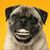 Carol Clift's profile image