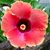 Lori Herrala's profile image