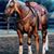 Lisa Olson Gates's profile image