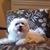 pooshi's profile image