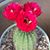Aguila Dezi's profile image