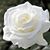 Aleis R Ggel's profile image