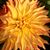 Regina Welsh's profile image