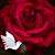 Sharon Zimmerman's profile image