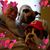 Carol Lenguadoro's profile image