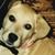 Lori Voss's profile image
