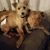Susie Gough's profile image